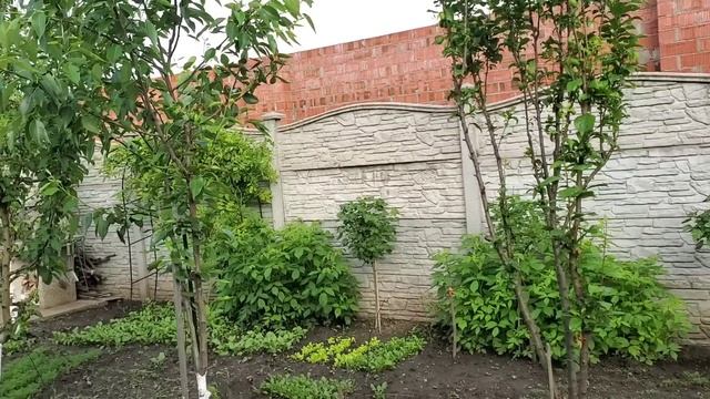 Купили новую рассаду помидоров ! Осталось мало места ? смотреть онлайн