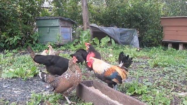 Курочки бентамки. смотреть онлайн