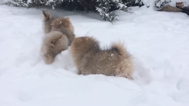 Продаются мальчики шпицы смотреть онлайн