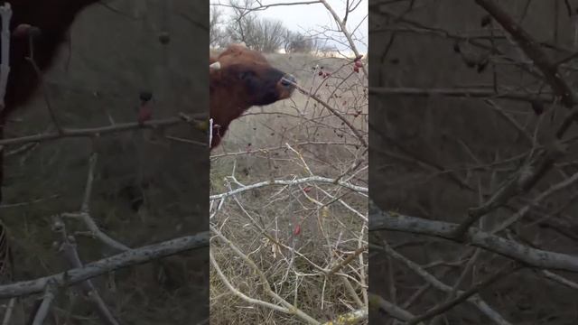 Коровы пасутся,объедая шиповник!мой бычок, покупка козляток маленьких.Привычка у моих коров.моя соб смотреть онлайн