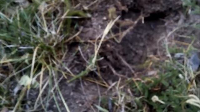 Лесные дороги. Советы и Пуговица Пермской губернии образца 1831 года. смотреть онлайн