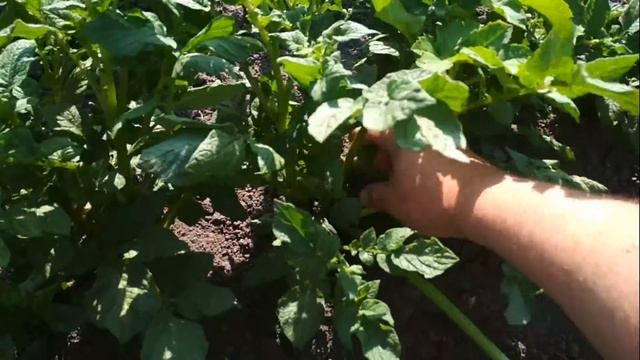 Картошка в борщевике Закончили прополку смотреть онлайн