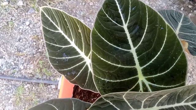 BLACK VELVET/ONE OF THE BEST VARIETY OF ALOCASIA PLANT смотреть онлайн