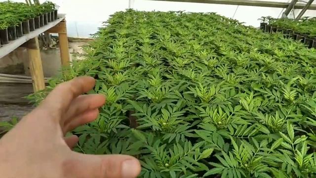 Как вырастить КРАСИВЫЕ БАРХАТЦЫ на продажу? ПОДКОРМКИ от А до Я! смотреть онлайн