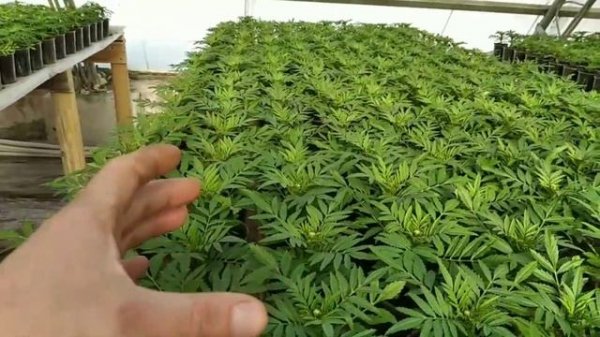 Как вырастить КРАСИВЫЕ БАРХАТЦЫ на продажу? ПОДКОРМКИ от А до Я!