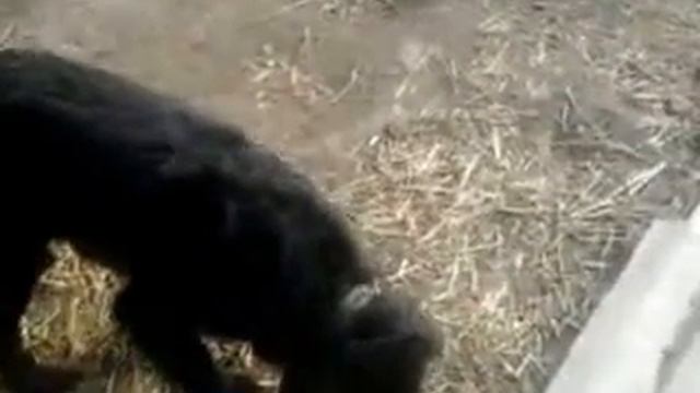 Бойцовский пес кушает смотреть онлайн