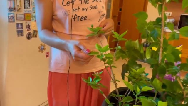 ПЕРЕСАДКА гибискуса и фикуса | Горшки для цветов - как бриллианты для девушек смотреть онлайн