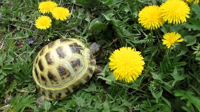 Черепаха ест одуванчики. смотреть онлайн