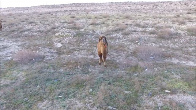 Как правильно пасти верблюдов смотреть онлайн