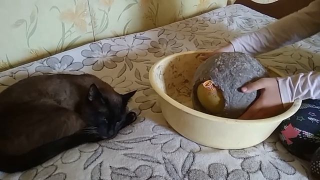 Домик для хомяка Папье маше Для хомяка своими руками House for hamsters СИРИЙСКИЙ ХОМЯК @user-bx4n смотреть онлайн