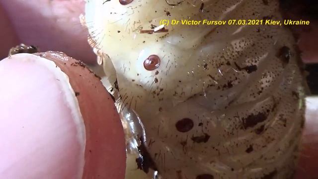 How to Breed Rhyno Beetles, Oryctes nasicornis (Coleoptera, Scarabaeidae)? Beetle, Larva and Mites смотреть онлайн