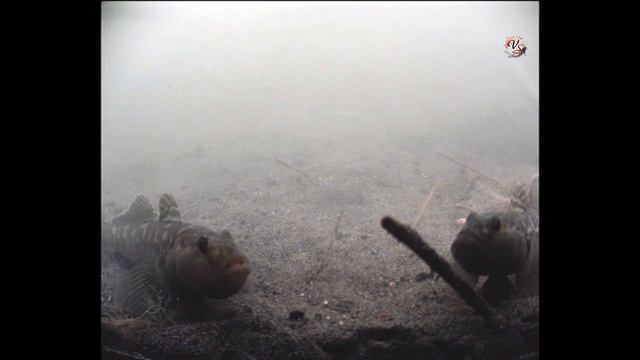 Ловля на летний Кивок. Рыбалка. Летняя удочка с боковым кивком. Fishing Câu Cá  Wędkarstwo 钓鱼