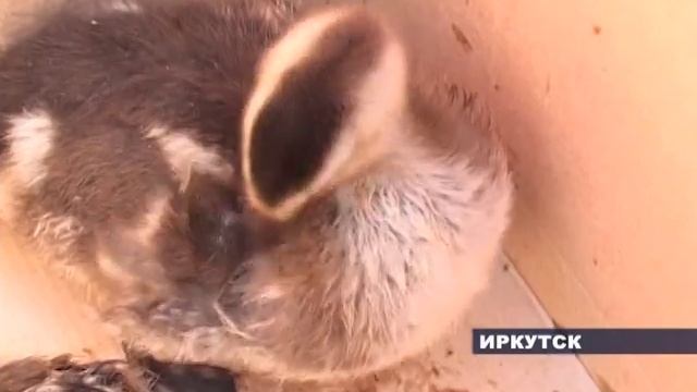 Утят спасли