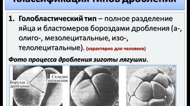 Эмбриология млекопитающих и человека. Ч.2. Дробление зиготы (типология и процесс). смотреть онлайн