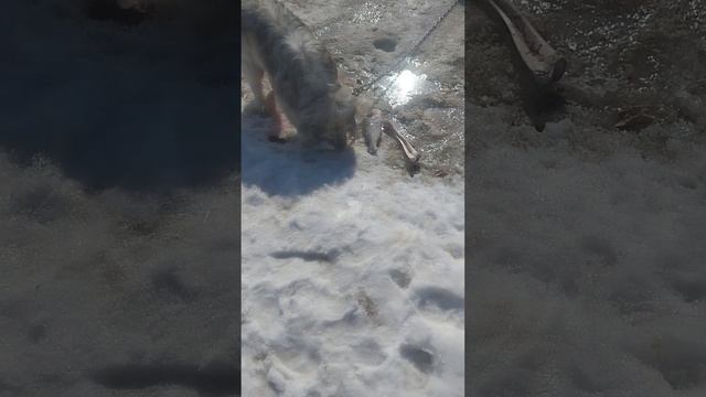 Dog eats pike собака ест щуку и кость смотреть онлайн