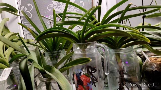 Орхидейные видео ответы на 2 вопроса🌸 смотреть онлайн