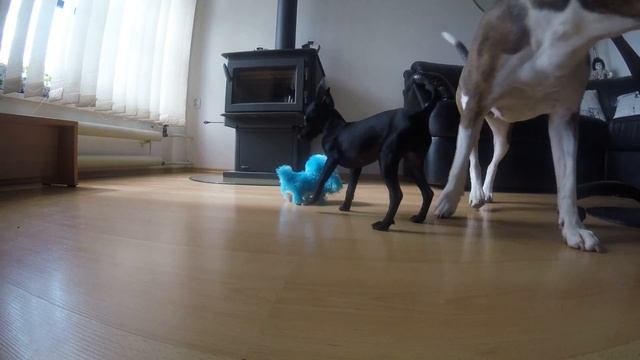 Ratlik Trixi смотреть онлайн