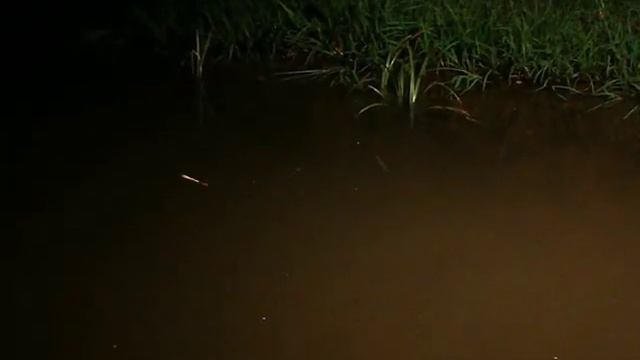 Ночная рыбалка на карпа. смотреть онлайн