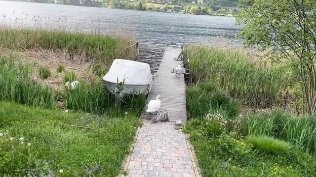 Папа умный, мама добрая. Шоу с лебедями. смотреть онлайн