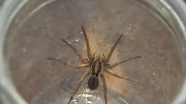 Кролиководство для начинающих. Какой вред кроликам могут нанести пауки? смотреть онлайн