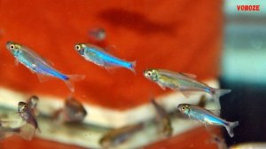 Голубая Тетра или Голубые Тетры Боэлка и Борки Содержание в аквариуме Разведение и Совместимость