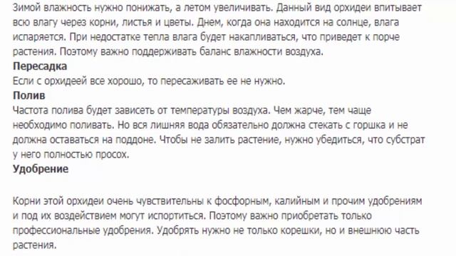 Орхидея Брассия Самер Дрим смотреть онлайн