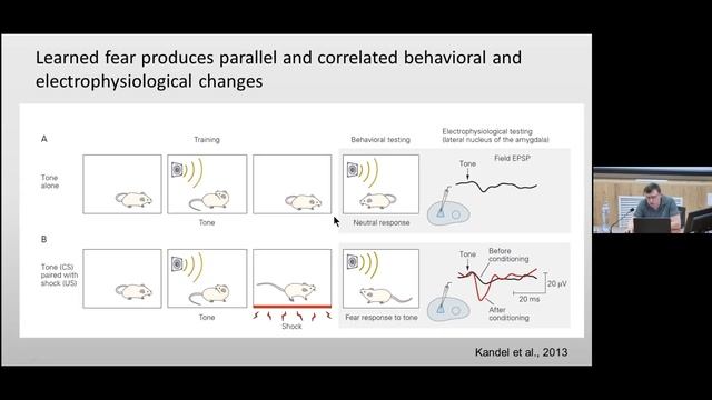 T10 Prof. Alexey Malyshev "Synaptic and Nonsynaptic Mechanisms of Neuroplasticity" IHNA/iBRAIN смотреть онлайн