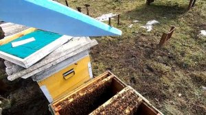 СЛАБЫЕ СЕМЬИ ПЧЁЛ ВЕСНОЙ ЧТО ДЕЛАТЬ/ПОМОЩЬ, СТАВИМ ТЁПЛЫЕ ЗАСТАВНЫЕ/УБИРАЮ ЛИШНИЕ РАМКИ ГНЕЗДА ПЧЁЛ