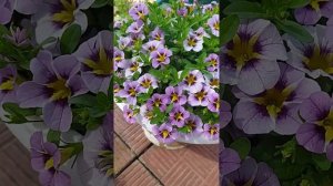 Калибрахоа-обзор сортов с названиями. Часть 2