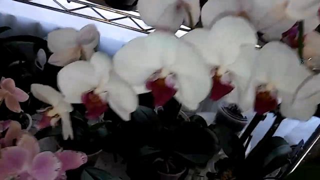 Orquideas Oncidium sembradas en Potting mix (Better-Gro ) смотреть онлайн