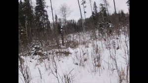 Охота на лося.Тропим лосей.Ходовая охота на лося