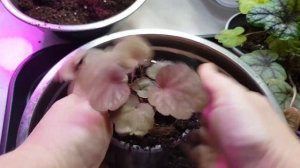 Гейхеры, гейхереллы, тиареллы/Зимовка в квартире/Моя коллекция