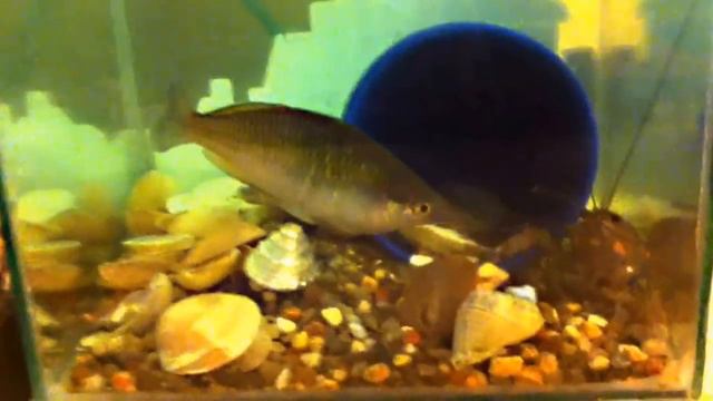 Рак против радужницы. Кровь и бетон. 14+ смотреть онлайн