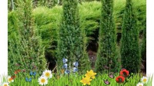 Можжевельник обыкновенный Арнольд ? Обзор: посадка и уход. саженцы: описание и особенности