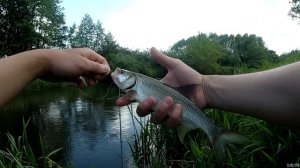 В поисках голавля. Река Анграпа. Рыбалка в Калининграде