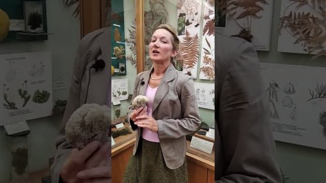 #shorts Нет ягеля, нет оленей! смотреть онлайн