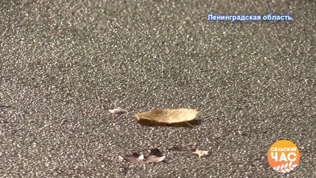 Ряска в кормах