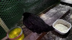 молодки доминанты черные - 109, пятый день после доставки