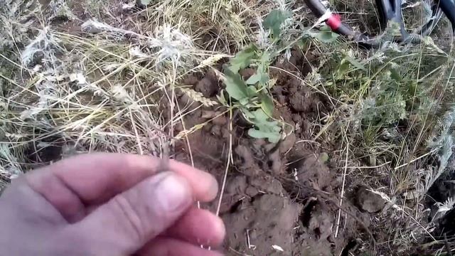 С чего у меня все начиналось, Асе250 и Нел торнадо - назад в прошлое. смотреть онлайн