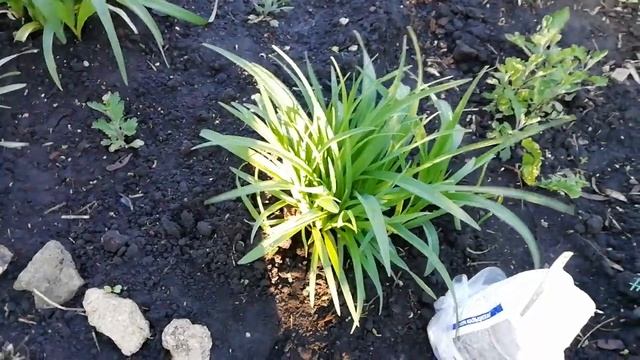 ОБЯЗАТЕЛЬНО ВНЕСИТЕ ТАКУЮ ПОДКОРМКУ ЛИЛЕЙНИКАМ ВЕСНОЙ И ВЫ УВИДИТЕ БУЙНОЕ И ПЫШНОЕ ЦВЕТЕНИЕ. смотреть онлайн