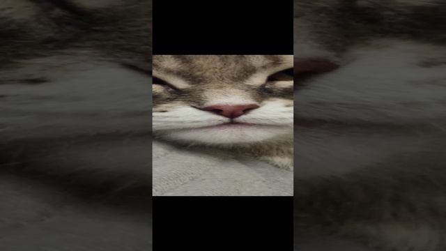 VID_20231101_195710.mp4 смотреть онлайн