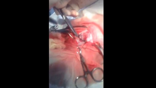 Caesarean Section In Cats