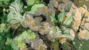 Хризантема корейская Посадка и уход