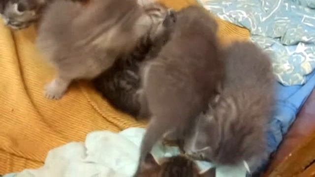 Котята Египетской Мау смотреть онлайн