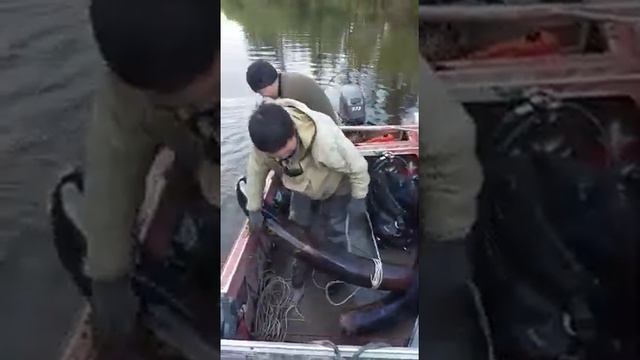 Когда нашли пару бивней мамонта