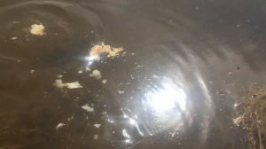 Кормлю малька карпа хлебом