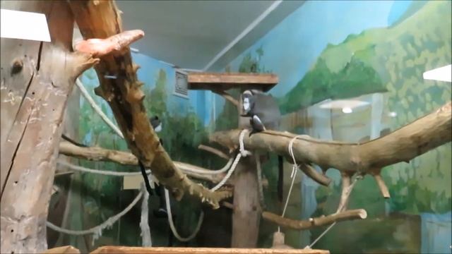 Семейство мартышек бразза с малышом 15.02.2021 смотреть онлайн