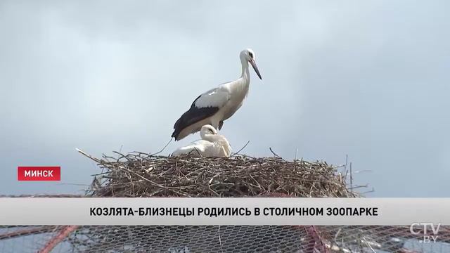 Козлята близнецы родились в Минском зоопарке смотреть онлайн