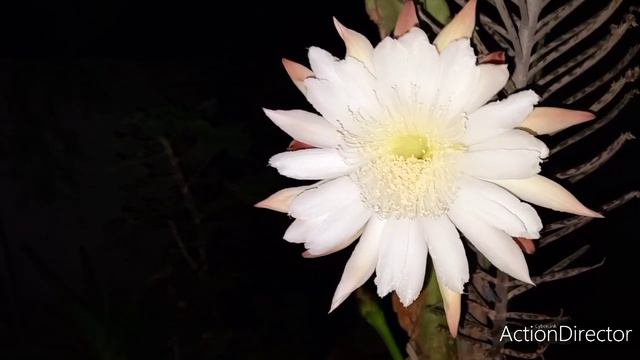 15💚Последние Цветущие Кактусы смотреть онлайн