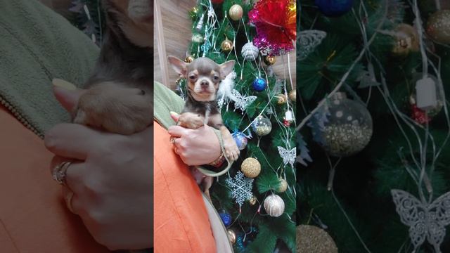 Продажа чихуахуа Вернисаж ЛИЛОВЫЙ скидка купить красивого щенка 89787458062 доставка есть Кастропул смотреть онлайн